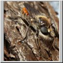 Choerades ignea - Raubfliege 02.jpg